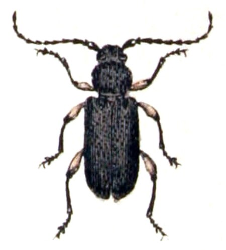 Ropalopus