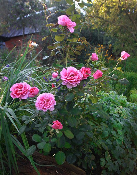 File:Rosa 'Princess Alexandra'.jpg