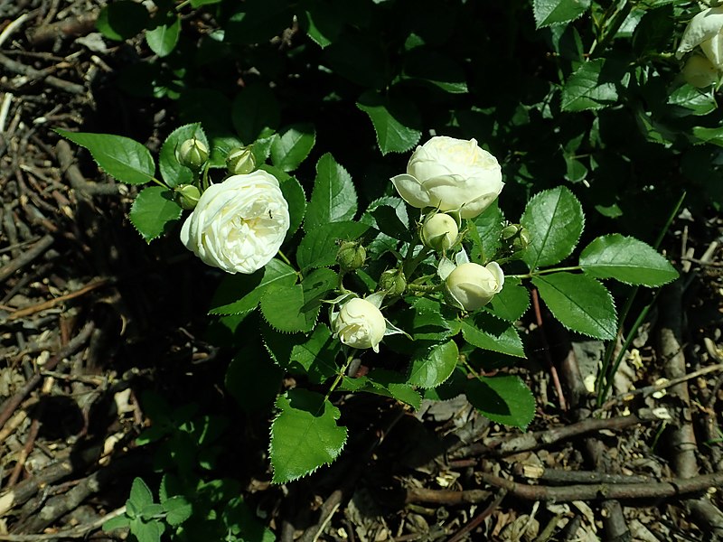 File:Rosa Artemis 2019-06-16 2210.jpg