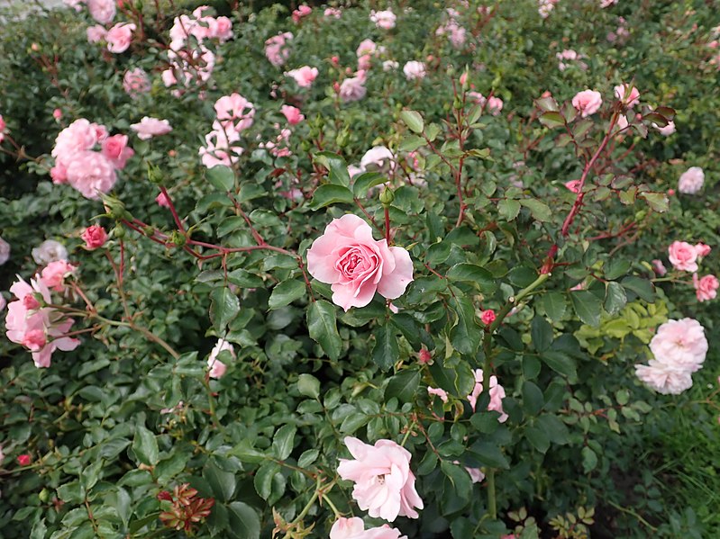 File:Rosa Bonica 82 2021-09-02 1111.jpg