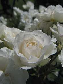 'Princess of Wales' Rosa Princess of Wales01.jpg