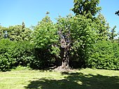 Red oak (Quercus rubra)