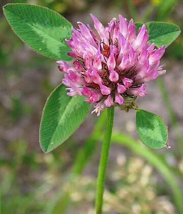 Trifolium