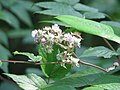 Miniatura para Rubus cockburnianus