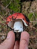 Thumbnail for Russula californiensis