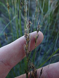 Flowering heads