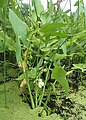 Sagittaria latifolia, or broadleaf arrowhead