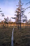 Duckboards over a forested bog.