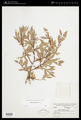 <i>Salix turnorii</i> Species of plant
