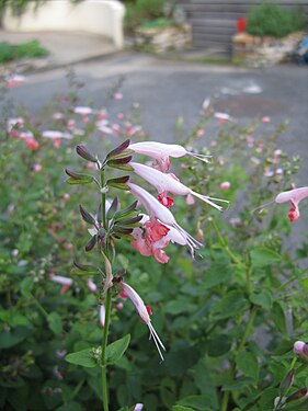 Salvia coccinea2.jpg