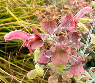 <i>Salvia lanceolata</i> species of plant