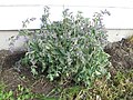 Miniatuur voor Bestand:Salvia verticillata 15-p.bot-salvi.verti-1.jpg
