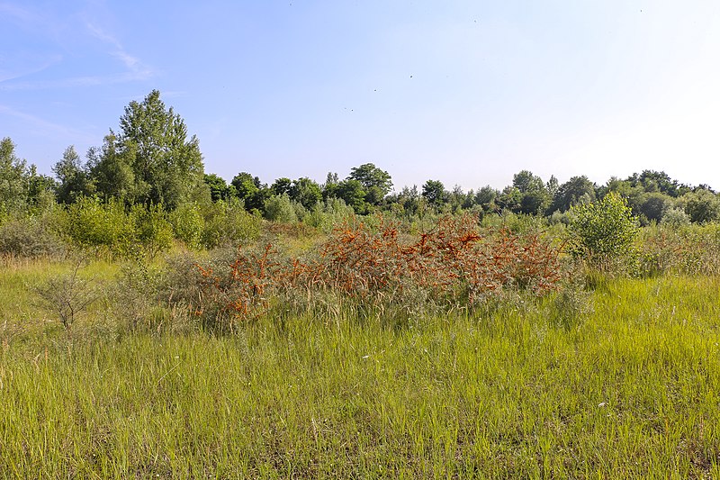 File:Sanddorn im Grün.jpg