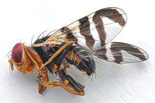 <i>Rhagoletis batava</i> Species of fly