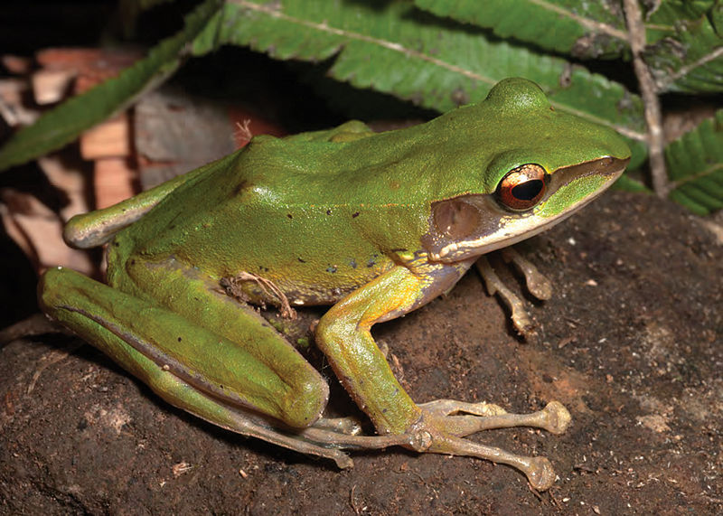 File:Sanguirana luzonensis female (KU 330408) from mid-elevation, Mt. Cagua - ZooKeys-266-001-g038.jpg