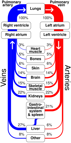 File:Sankey diagram human circulatory system.svg ...