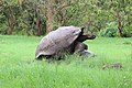 * Nomination Santa Cruz giant tortoises (Chelonoidis porteri) mating in Santa Cruz Island, Galápagos National Park, Ecuador --Bgag 02:52, 14 July 2016 (UTC) * Promotion Good quality. --Vengolis 03:06, 14 July 2016 (UTC)