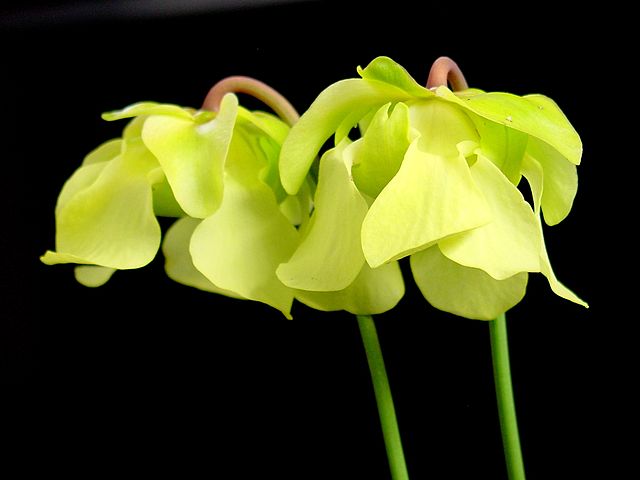 Sarracenia alata flowers