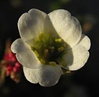 Flower of Saxifraga cernua showing radial symmetry and free petals