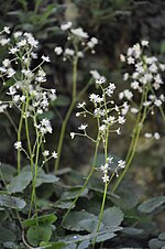 Vignette pour Saxifraga hirsuta