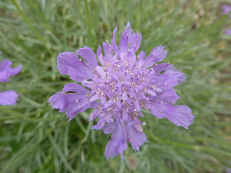 File:Scabiosa graminifolia (Dipsacaceae) flower.JPG