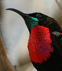 Scarlet-chested Sunbird (Chalcomitra senegalensis).jpg