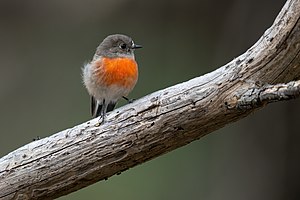 Scarlet Robin