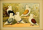 Vignette pour Pigeon cravaté