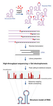 A schematic figure explaining the steps in a typical chemical probing experiment to assay the structure of RNA molecules. Schematic of RNA chemical probing.png