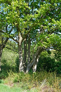 Schleswig-Holstein, Naturschutzgebiet Herrenmoor bei Kleve NIK 5760.JPG