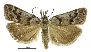 <i>Scoparia pura</i> Species of moth