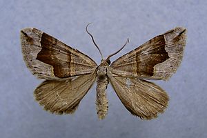 Scotopteryx moeniata.jpg