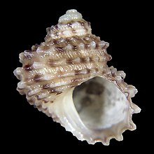 Seashells Euchelus decora.jpg