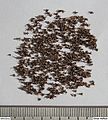 Seeds of Gesnouinia arborea.jpg