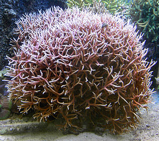 <i>Seriatopora</i> Genus of corals