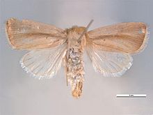 Sesamia inferens dorsal.jpg