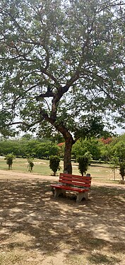 Shadow on a bench in a park behind an abandoned building, Delhi