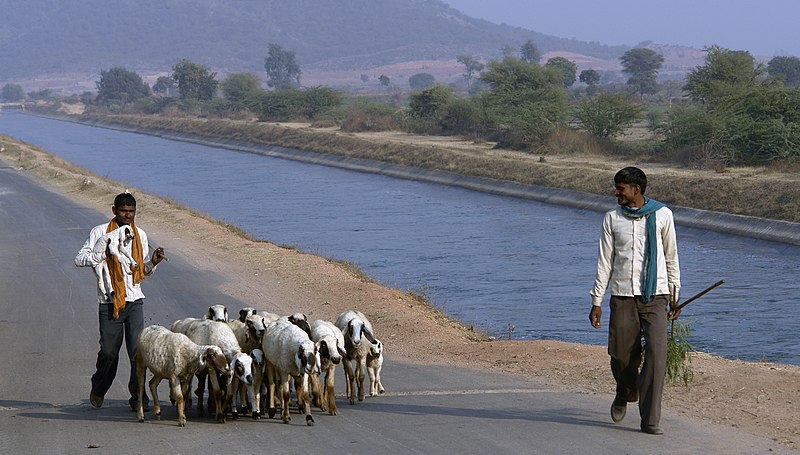 File:Shepherds, Chambal, MP, India.jpg