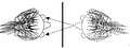 Person looking at own nose in mirror. Ray diagram.