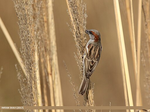 Sind Sparrow (Passer pyrrhonotus) (32405118184)