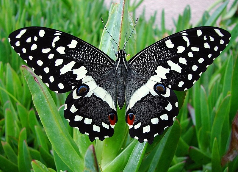 File:Skoenlapper Citrus Swallowtail.JPG