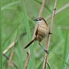 Slender-billed Babbler.jpg