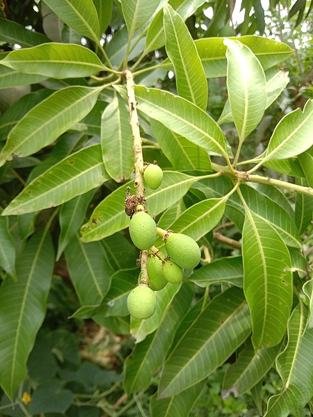 File:Small baby mangoes from West Bengal, India.jpg