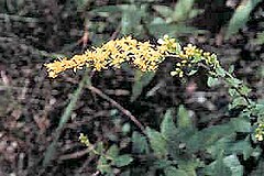 Solidago rugosa01.jpg