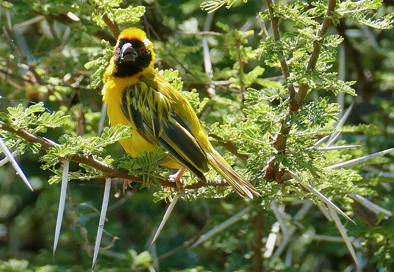 File:Southern Masked Weaver (Ploceus velatus) male ... (52913524289).jpg