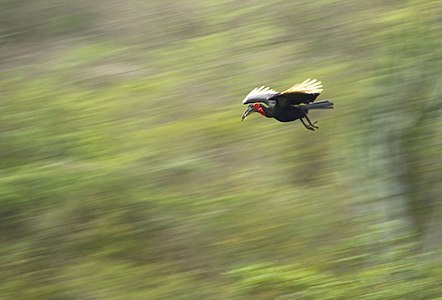 Southern ground hornbill in flight