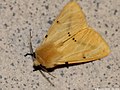 Spilosoma lutea (Hufnagel, 1766)