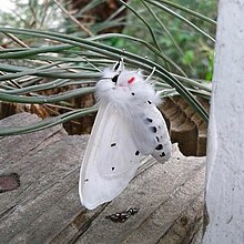 Spilosoma vestalis, the Vestal tiger-moth.jpg