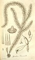 https://commons.wikimedia.org/wiki/Category:Spiridens_reinwardtii_-_botanical_illustrations