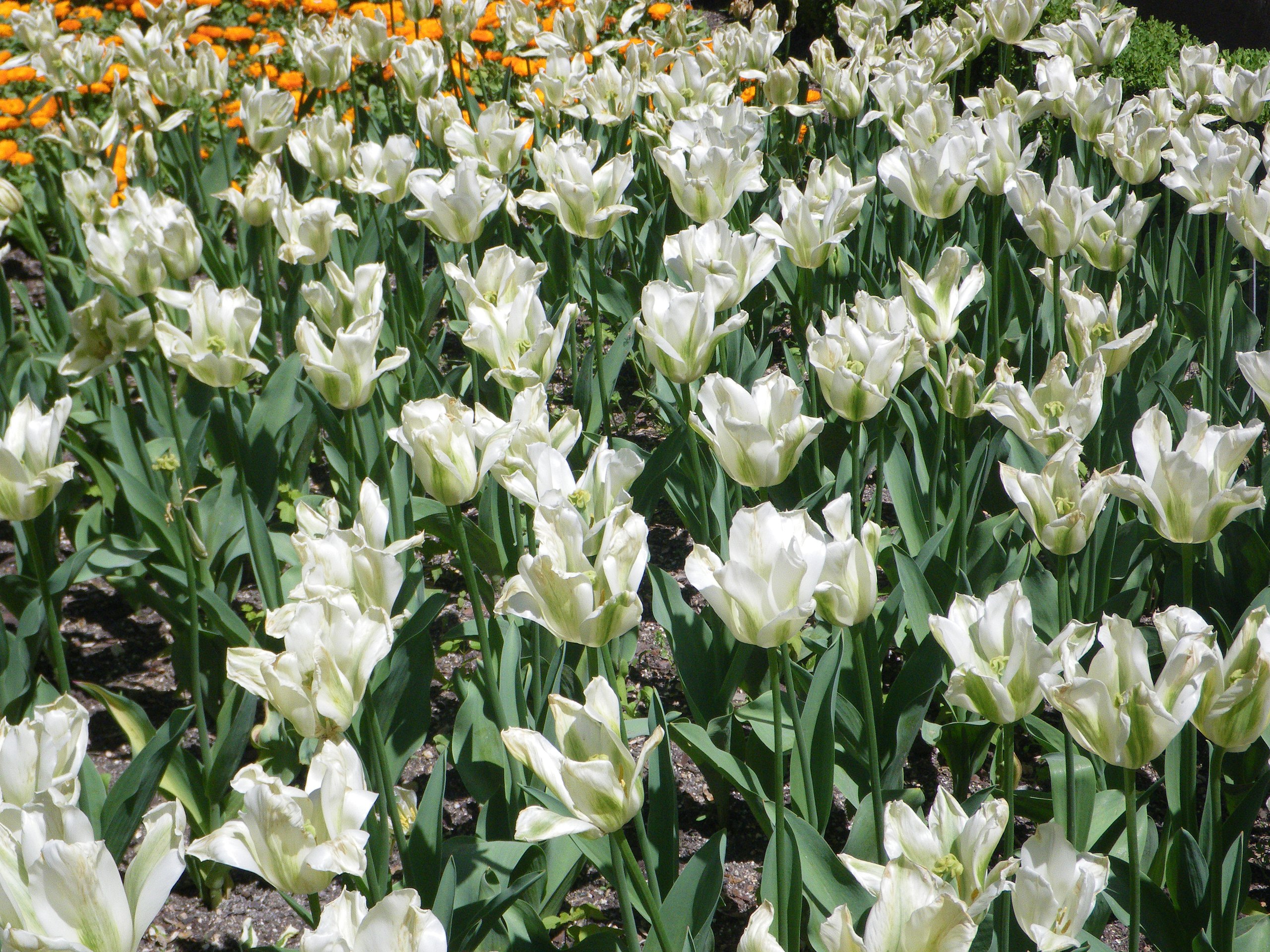 File:Spring Green.jpg - Wikipedia